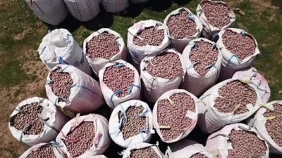 Bitlis'te Sertifikalı Patates Tohumu Ekimine Başlandı