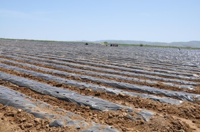 Bölgenin En Büyük Çilek Bahçesi Gümüşhane'de Kuruldu