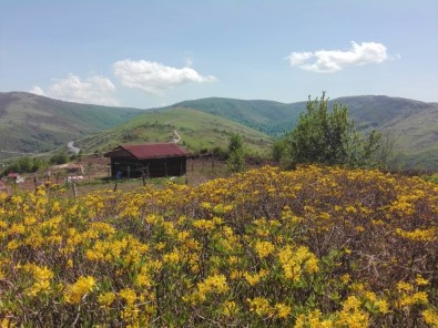 Ordu'nun Yaylalarında Sarı Çiçekler Yüzünü Gösterdi