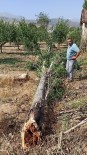 Yağış Ve Rüzgar Ağaç Devirdi