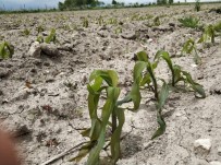 Afyonkarahisar'daki Tarım Arazileri Dondan Büyük Zarar Gördü Haberi