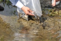 Bitlis'teki Nazik Ve Aygır Göllerine 70 Bin Yavru Balık Bırakıldı Haberi