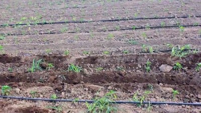 Şanlıurfa'da Sokağa Çıkma Kısıtlamasından Muaf Tutulan Çiftçiler Üretime Devam Etti
