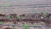 Şanlıurfa'da Sokağa Çıkma Kısıtlamasından Muaf Tutulan Çiftçiler Üretime Devam Etti Haberi