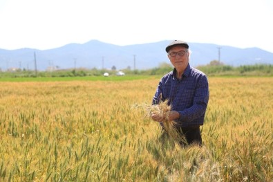 TMO, Milas'ta Buğday Ve Arpa Alımına Başladı
