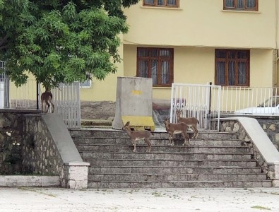 Yaban Keçileri,Bu Kez Kurumların Bahçesine Kadar Geldi