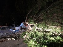 Antalya'da Fırtına Ağaçları Kökünden Söktü, Elektrik Direklerini Yıktı