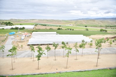 Beypazarı'nda Meyve Yetiştiriciliğinin Önünü Açacak Dev Projede Büyük Başarı