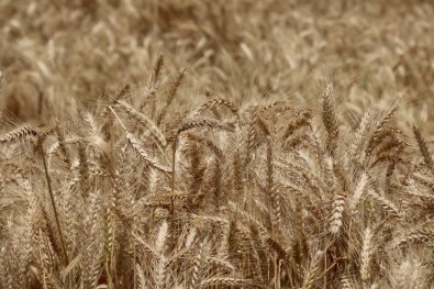 Doğru Açıklaması 'Buğdayda Tatminkar Fiyat Bekliyoruz'