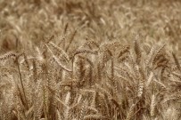 Doğru Açıklaması 'Buğdayda Tatminkar Fiyat Bekliyoruz' Haberi