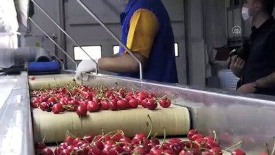 Kirazda Rekolte Ve İhracat Beklentisi Yüksek