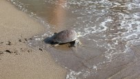 Muğla'da Tedavisi Tamamlanan Deniz Kaplumbağaları Doğal Ortamına Kavuştu Haberi
