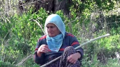 Tunceli'de Baharın Müjdecisi Oğlak Ve Kuzular Meraları Şenlendirdi