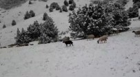 Tunceli'de Kar Sürprizi Haberi