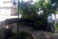 Kozan'da Şiddetli Fırtına Ağaçları Devirdi