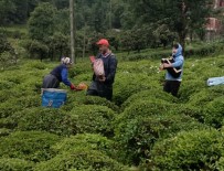 Rize'de Çay Üreticileri Tulum İle Müzik Eşliğinde Çay Topladı Haberi