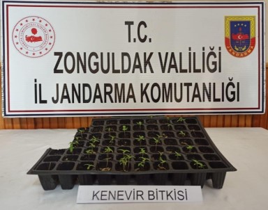 Zonguldak'ta Uyuşturucu Operasyonu Açıklaması 1 Gözaltı