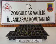 Zonguldak'ta Uyuşturucu Operasyonu Açıklaması 1 Gözaltı