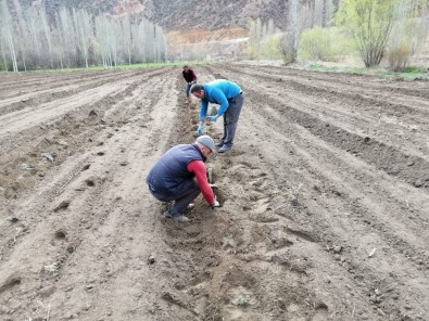 Erzurum'a Tarihte İlk Kez Ekilen Lavanta Tarlaları Sel Suları Altında Kaldı