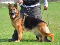 Fransa'dan çarpıcı coronavirüs araştırması! Covid-19 hastalarını tespit edebiliyorlar