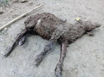 Soğuk Hava Nedeniyle 70 Küçükbaş Hayvan Telef Oldu