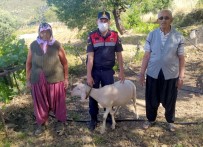 Vatandaşın Kayıp Koyunlarını Jandarma Buldu Haberi