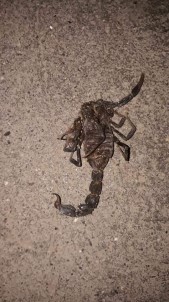 Akrepler Çoğaldı Köylüler Paniğe Kapıldı