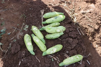Diyarbakır'da Çiftçileri Dolu Vurdu