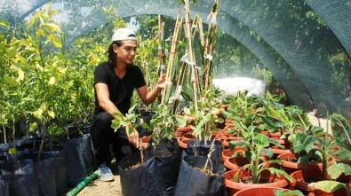 Genç Ziraat Teknikerinden Sarıgöl'e Tropikal Meyve Fidanı