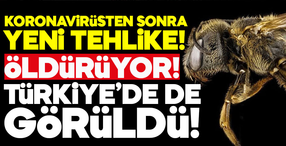 Katil arılar o ilimizde saldırıya geçti!