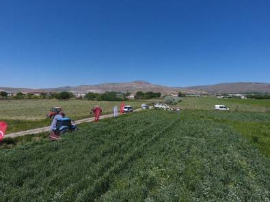 Kayseri'de Kuru Yem Bezelyesinin İlk Hasadı Başarı İle Yapıldı