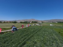 Kayseri'de Kuru Yem Bezelyesinin İlk Hasadı Başarı İle Yapıldı