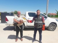 Konya'da Yarılı Pelikan Koruma Altına Alındı Haberi