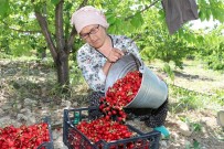 Amasya'da Kiraz Hasadı Başladı