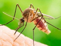 GENETIK - Böceklerden korona virüs geçer mi?