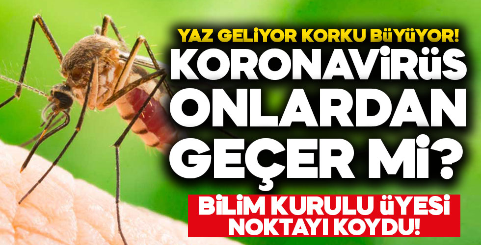 Böceklerden korona virüs geçer mi?