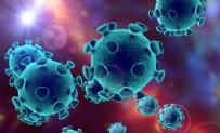 ORMAN BAKANLIĞI - Dünyada ilk kez Türkiye'de incelendi! Koronavirüse öyle bir yerde rastlandı ki...