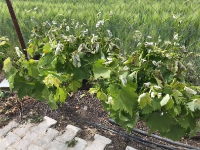 Polatlı'da Tarım Arazilerini Don Vurdu