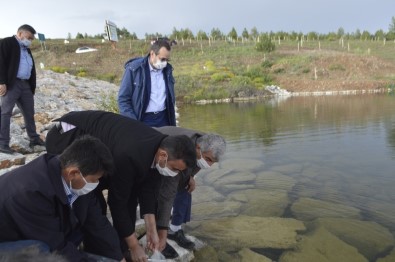 Tavşanlı İlçesinde 9 Köy Göletine Yavru Sazan Balığı Bırakıldı
