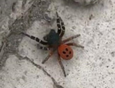 Ankara'da 'örümcek' paniği