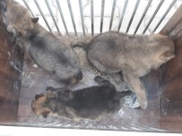 Annelerini Öldürüp Yavrularını Sahiplenenlere Ceza Yağdı