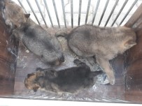 Vicdansızlar Annelerini Öldürüp Yavrularını Aldılar