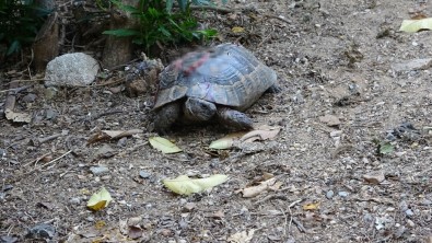 Antalya'daki Kaplumbağa Katliamına Soruşturma