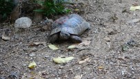 Antalya'daki Kaplumbağa Katliamına Soruşturma