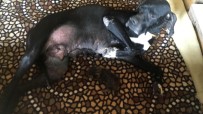 Yavruları Ölen Köpeğin Yeni Doğmuş Kediye Anne Şefkati Haberi
