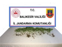 Balıkesir'de Jandarmadan Kenevir Operasyonu