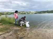 Kandıra'nın Göletlerine 15 Bin Adet Yavru Sazan Balığı Salındı