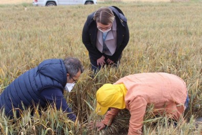 Kırklareli'de Süneyle Mücadele Seferberliği