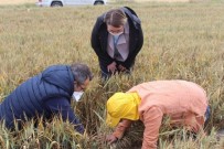 Kırklareli'de Süneyle Mücadele Seferberliği