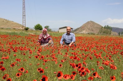 Oltu'da Gelincikler Doğayı Süsledi